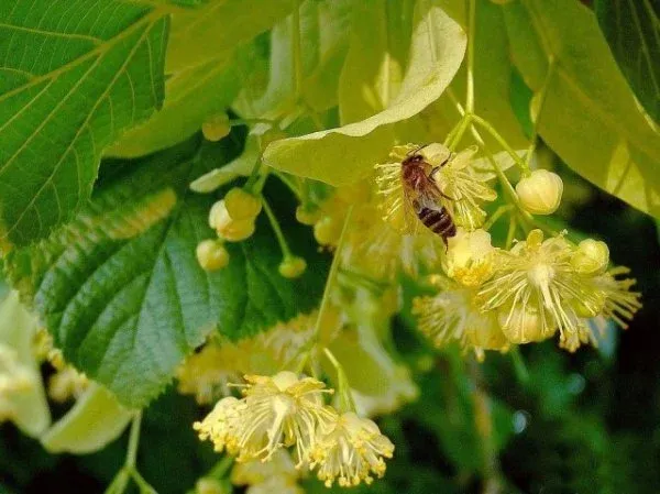 Miel de Tilleul 500g – France – Image 4