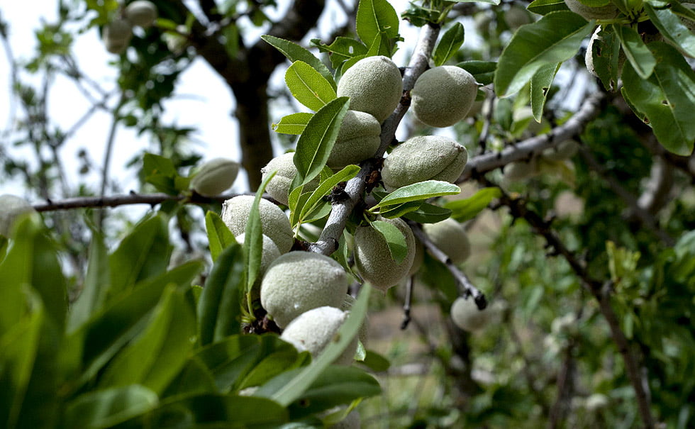 HUILE VÉGÉTALE AMANDE DOUCE – Image 3