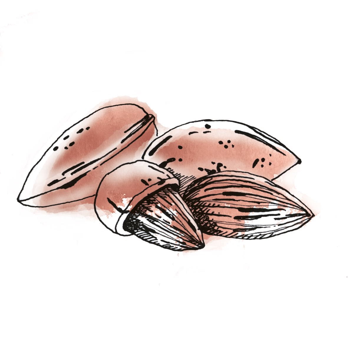 HUILE VÉGÉTALE AMANDE DOUCE – Image 2