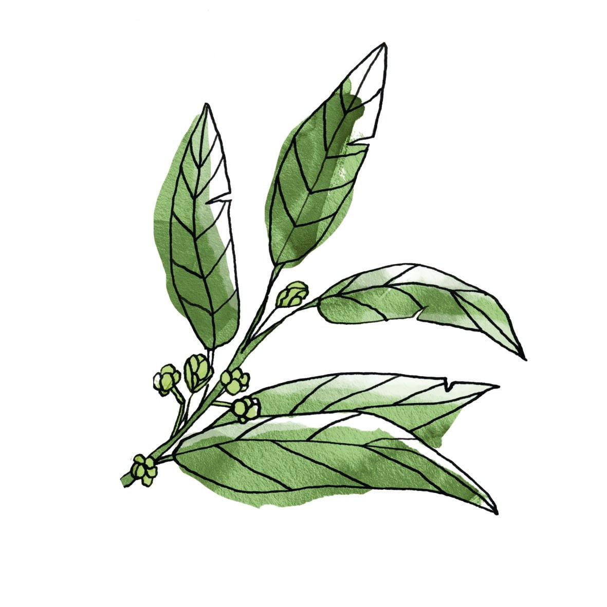 HUILE ESSENTIELLE LAURIER NOBLE – Image 2