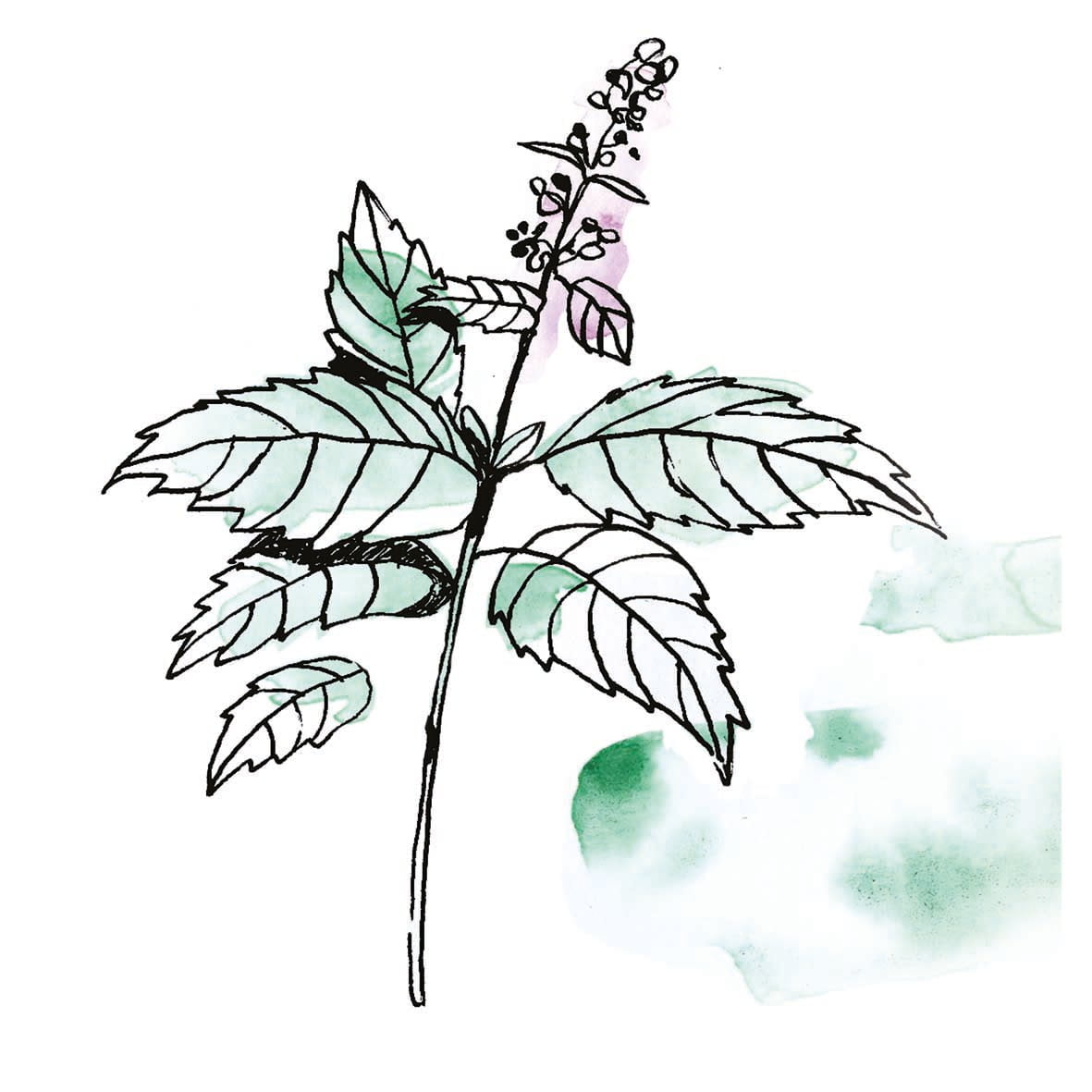 HUILE ESSENTIELLE MENTHE POIVREE – Image 2