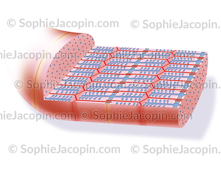 MYOFIBRILLE CONTRACTÉE – Image 2