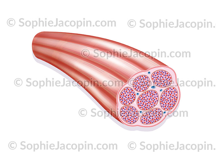 FIBRE MUSCULAIRE – Image 2